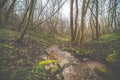 Early spring forest with fallen ang growing trees