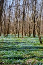 early spring forest first flowers