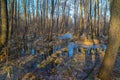 Early spring in the forest. Flood. March Royalty Free Stock Photo