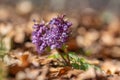 Early spring spring forest the fumewort, Corydalis solida