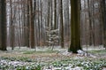 Early spring forest with lingering snow