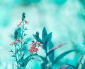 Early spring forest pink flowers on a gently blurred blue background Royalty Free Stock Photo