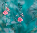 Early spring forest pink flowers on a gently blurred blue background Royalty Free Stock Photo