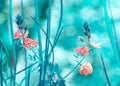 Early spring forest pink flowers on a gently blurred blue background Royalty Free Stock Photo