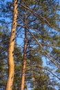 Spring forest with Scots Pine tree heads and branches on sandy dunes of natural landscape protected area of Mazovian Royalty Free Stock Photo