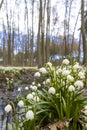 early spring forest with spring snowflake, Vysocina, Czech Repubic