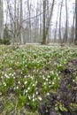 Early spring forest with spring snowflake, Vysocina, Czech Repubic Royalty Free Stock Photo