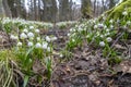 Early spring forest with spring snowflake, Vysocina, Czech Repubic Royalty Free Stock Photo