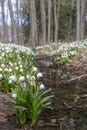 early spring forest with spring snowflake, Vysocina, Czech Repubic