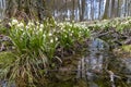 early spring forest with spring snowflake, Vysocina, Czech Repubic Royalty Free Stock Photo