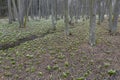 early spring forest with spring snowflake, Vysocina, Czech Repubic Royalty Free Stock Photo