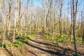 Early spring forest trail Royalty Free Stock Photo