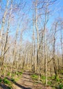 Early spring forest trail Royalty Free Stock Photo