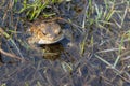 frog in the water basking in the sun Royalty Free Stock Photo