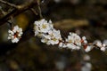 Early spring in the garden. Apricot buds are revealed. Apricot trees are blooming Royalty Free Stock Photo