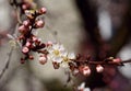 Early spring in the garden. Apricot buds are revealed. Apricot trees are blooming Royalty Free Stock Photo