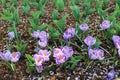 Early spring garden with blooming purple crocus flowers Royalty Free Stock Photo