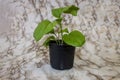 Early spring in the garden eggplant seedlings in pots