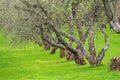 Early spring in a garden with rows of apple trees. Row of apple trees with green grass. Spring background Royalty Free Stock Photo