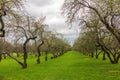 Early spring in a garden with rows of apple trees. Row of apple trees with green grass. Spring background Royalty Free Stock Photo