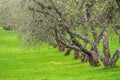 Early spring in a garden with rows of apple trees. Row of apple trees with green grass. Spring background Royalty Free Stock Photo