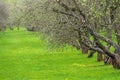 Early spring in a garden with rows of apple trees. Row of apple trees with green grass. Spring background Royalty Free Stock Photo