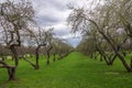 Early spring in a garden with rows of apple trees. Row of apple trees with green grass. Spring background Royalty Free Stock Photo