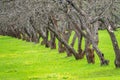 Early spring in a garden with rows of apple trees. Row of apple trees with green grass. Spring background Royalty Free Stock Photo