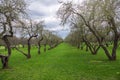 Early spring in a garden with rows of apple trees. Row of apple trees with green grass. Spring background Royalty Free Stock Photo