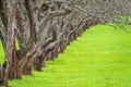 Early spring in a garden with rows of apple trees. Row of apple trees with green grass. Spring background Royalty Free Stock Photo