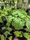 Early spring in the garden, tomato seedlings in pots