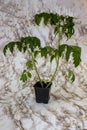 Early spring in the garden tomato seedlings in pots