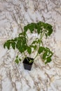 Early spring in the garden tomato seedlings in pots