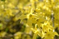 Yellow flowering branches of forsythia bushes in the garden