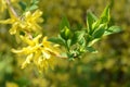 Yellow flowering branches of forsythia bushes in the garden