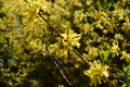 Yellow flowering branches of forsythia bushes in the garden