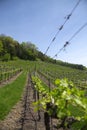 Early Spring Grape Vineyard Royalty Free Stock Photo