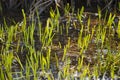 Early spring grass in swamp