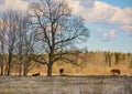 Early spring. Grazing on Pacbase emaciated during winter horses. Royalty Free Stock Photo