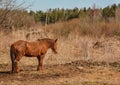 Early spring. Grazing on Pacbase emaciated during winter horses. Royalty Free Stock Photo