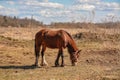 Early spring. Grazing on Pacbase emaciated during winter horses. Royalty Free Stock Photo