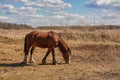 Early spring. Grazing on Pacbase emaciated during winter horses.