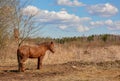 Early spring. Grazing on Pacbase emaciated during winter horses. Royalty Free Stock Photo