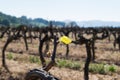 Early spring green shoot, new growth on mature grape vines Royalty Free Stock Photo