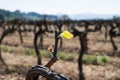 Early spring green shoot, new growth on mature grape vines Royalty Free Stock Photo