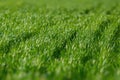 Early spring green wheat in the field Royalty Free Stock Photo
