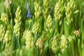 Early spring hyacinth and crocuses green background. Flowers ready to bloom. Selective focus. Growing flowers for sale, gardening