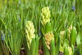 Early spring hyacinth and crocuses green background. Flowers ready to bloom. Selective focus. Growing flowers for sale, gardening