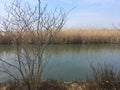 Early spring lake and reed marshes