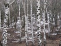 Early spring landscape in the forest where white birches, green pine trees and first young grass, with melting snow Royalty Free Stock Photo